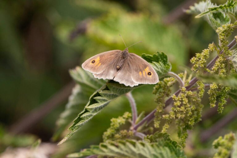 Lire la suite à propos de l’article L&rsquo;ortie, les vertus de cette grande dame