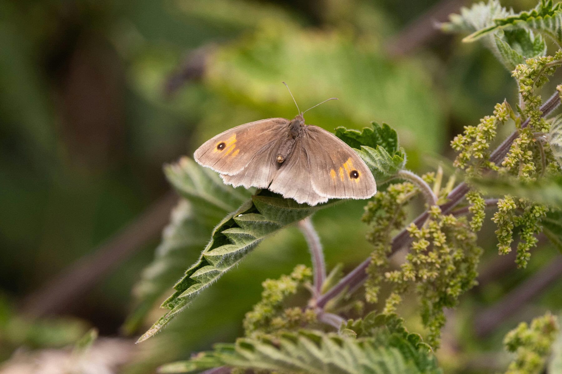 Lire la suite à propos de l’article L&rsquo;ortie, les vertus de cette grande dame