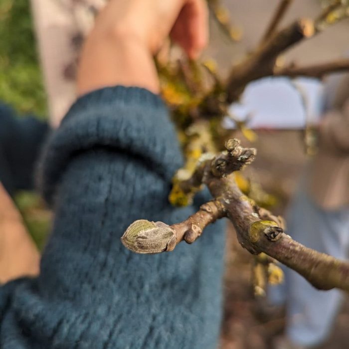 atelier gemmothérapie